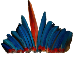 Indigenous Coffee Culture